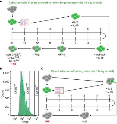 Single-cell RNA sequencing reveals common and unique gene expression profiles in primary CD4+ T cells latently infected with HIV under different conditions